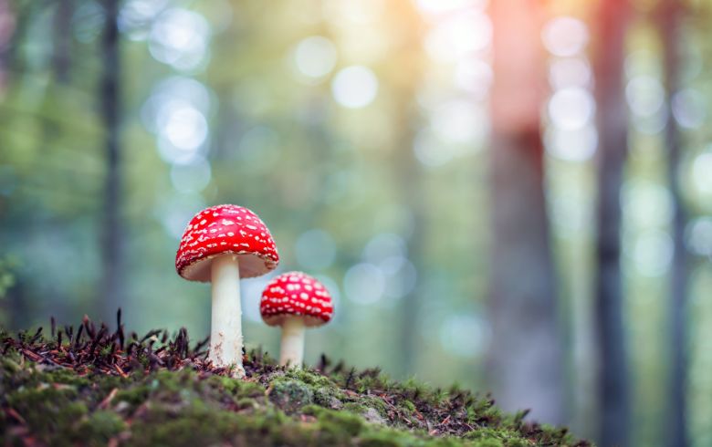 Noticias Cannábicas