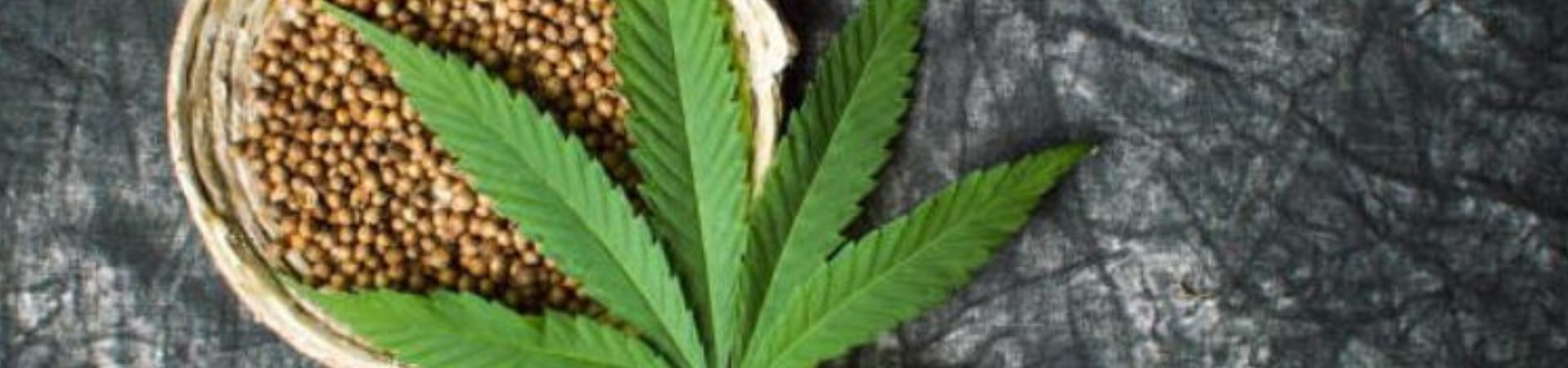 Différences entre les graines autofloraison et les graines féminisées bannière