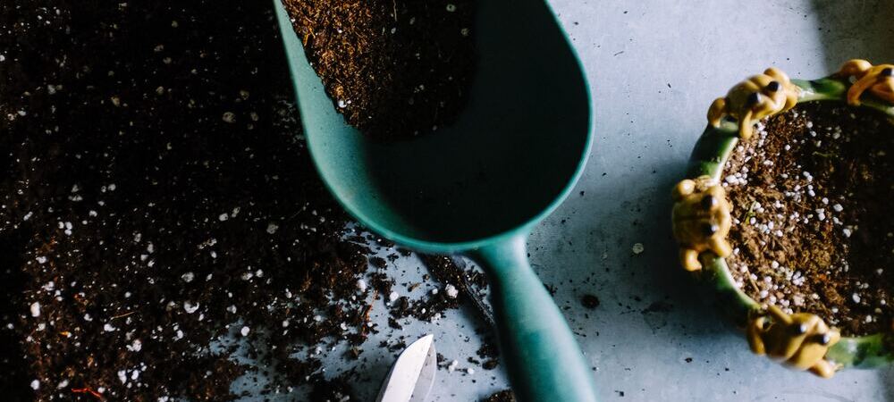 Os melhores substratos para plantas de interior Os melhores substratos para plantas de interior