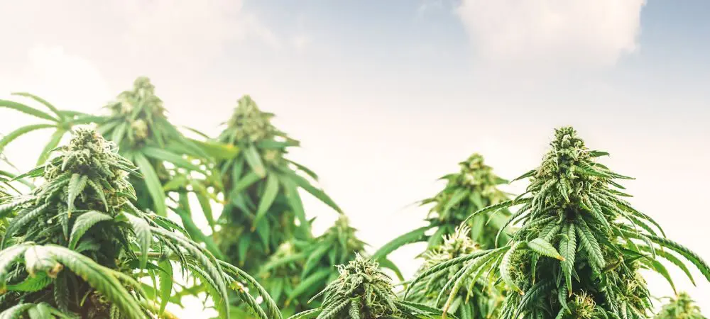 Il ruolo dei polifenoli nella cannabis