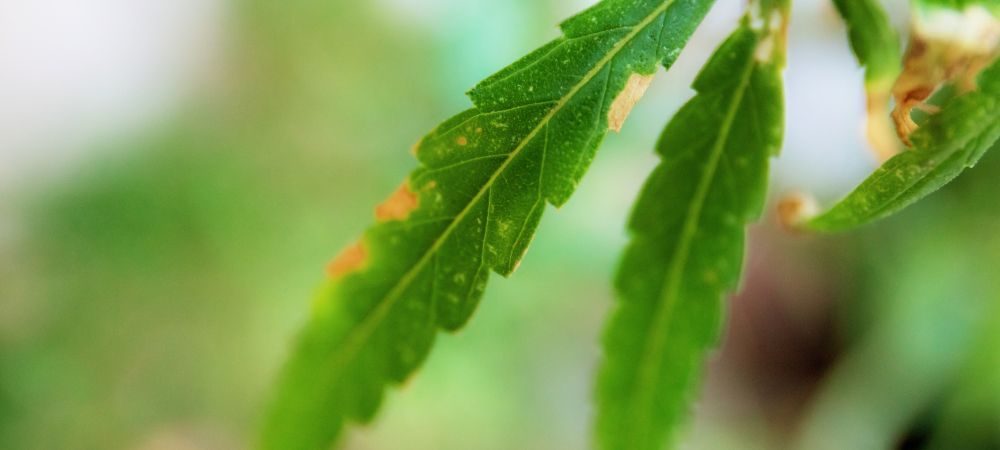 Benefici del rame nelle piante di marijuana