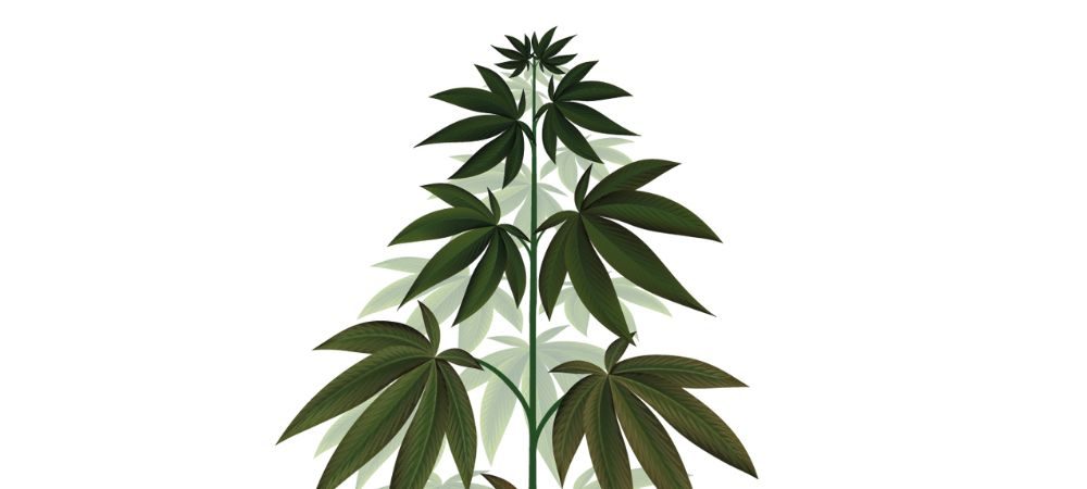 Prevenzione dell’insufficienza di rame nelle piante di marijuana