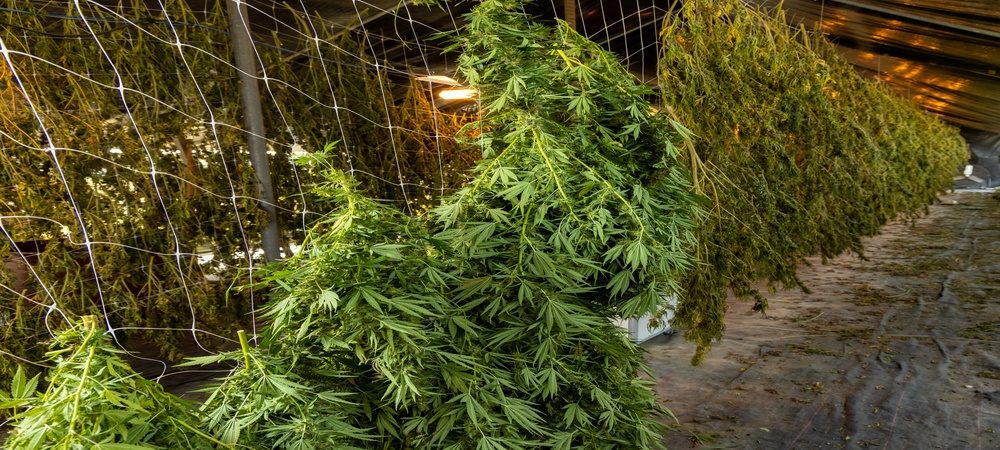 Come seccare la marijuana appena tagliata