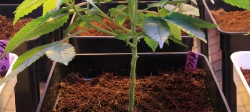 Lollipop or Low Branch Pruning Lollipop or Low Branch Pruning