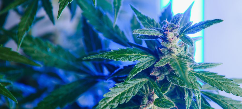 grow weed indoors without a grow tent