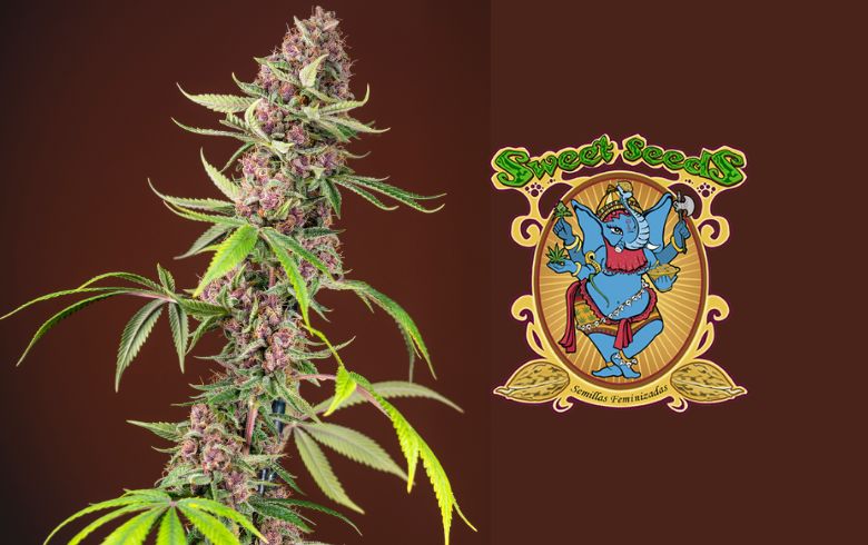 Noticias Cannábicas