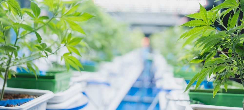 how to grow weed indoors without a grow tent
