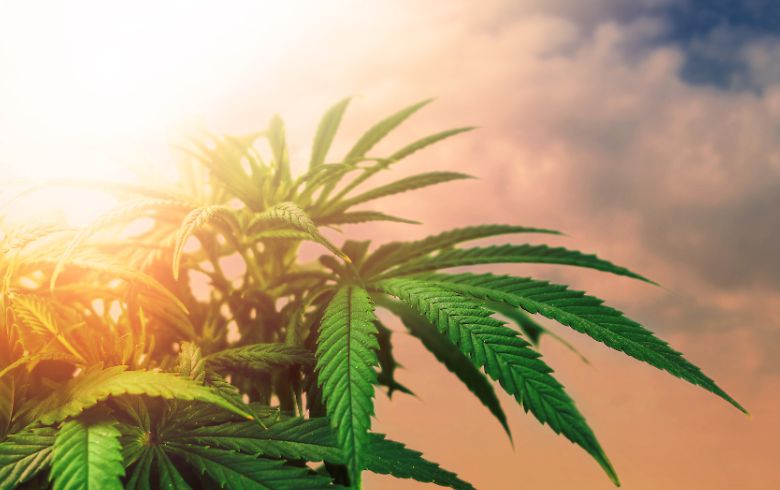 Noticias Cannábicas