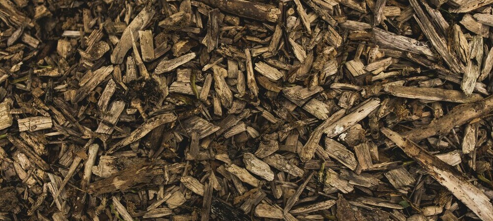 Bienfaits du paillis pour les plantes de cannabis
