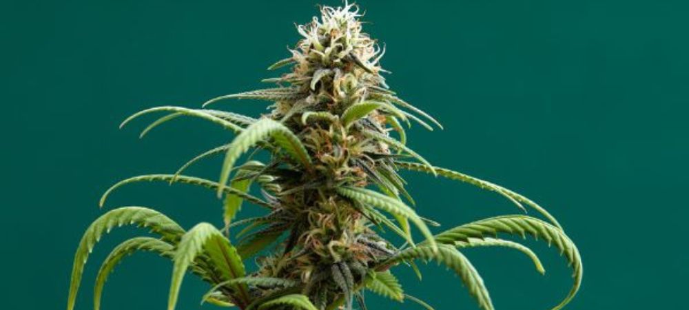 best autoflowering seeds for winter cultivation