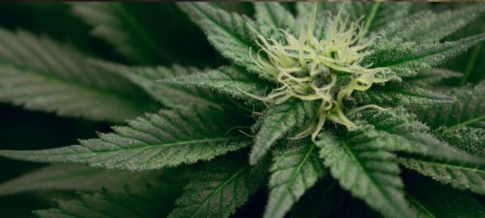 health benefits of marijuana