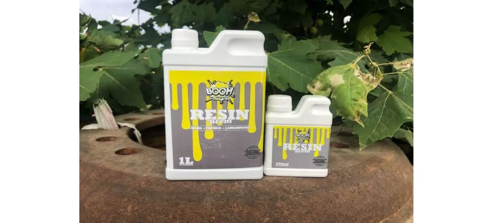 Stimulation du cannabis augmenter la production de résine et de cannabinoïdes