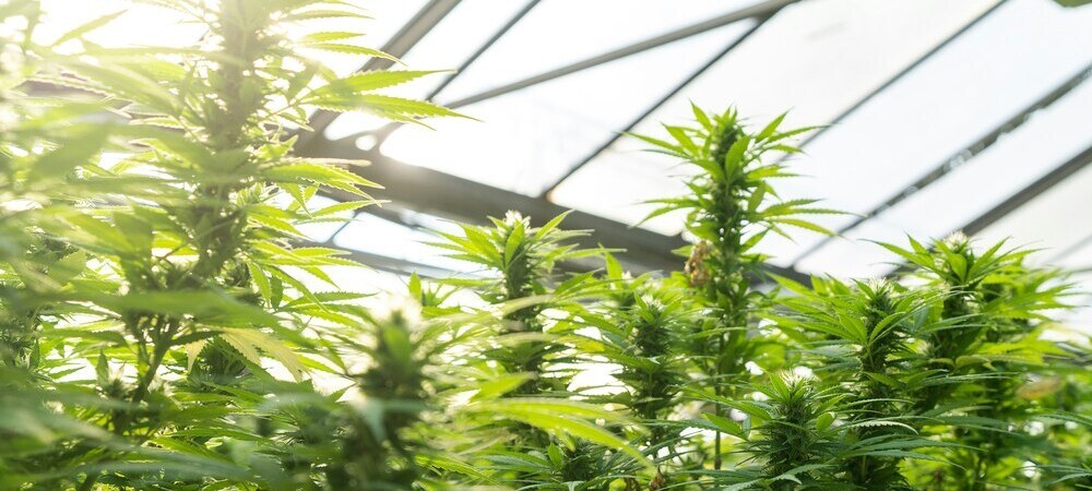 Tipos de fertilizantes para plantas