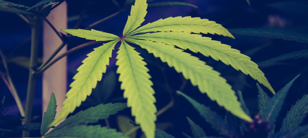 Cómo recurrir multas de marihuana