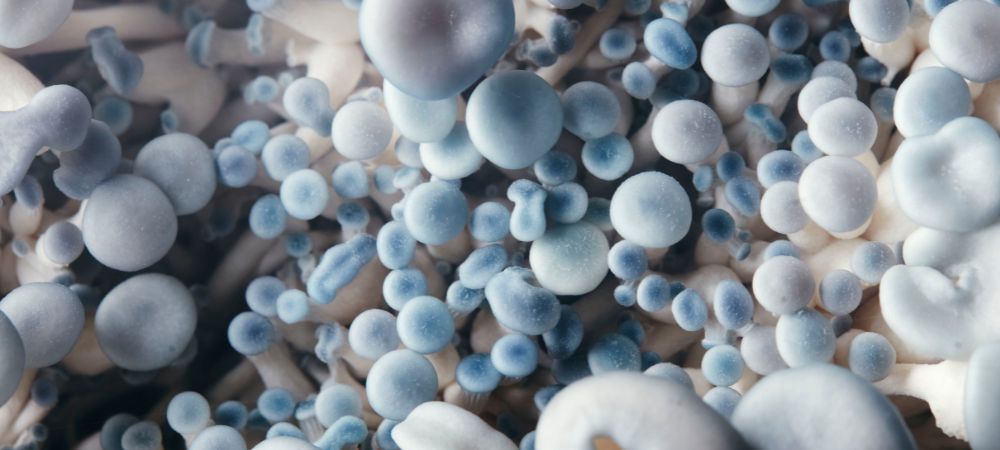 Esporas para cultivar setas