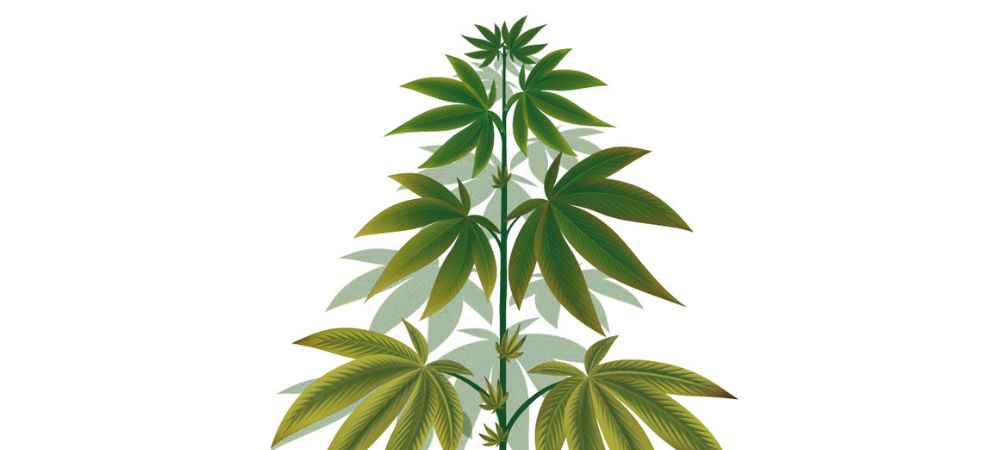 Excessive copper in cannabis plants