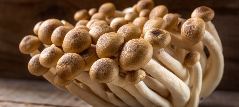 Come ottenere spore da funghi