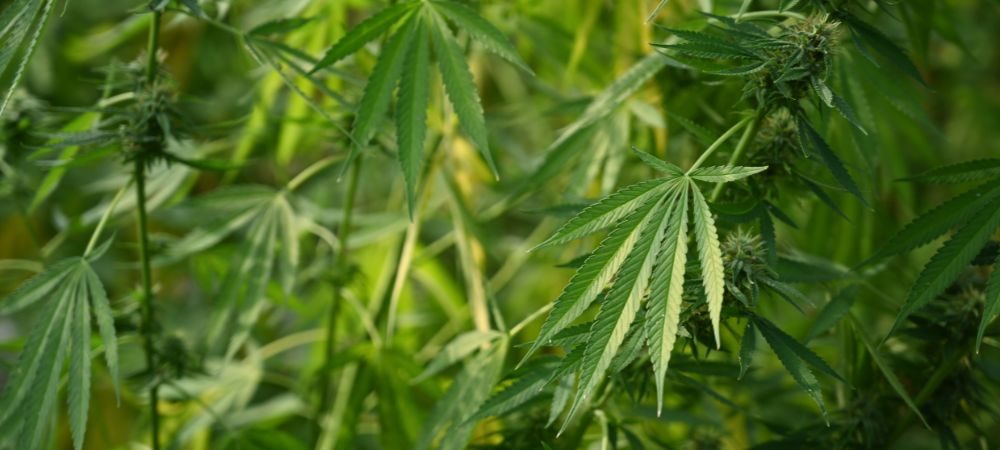 Tipos de marijuana Tipos de marijuana