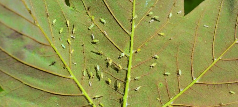 Mejores insecticidas para mosca blanca