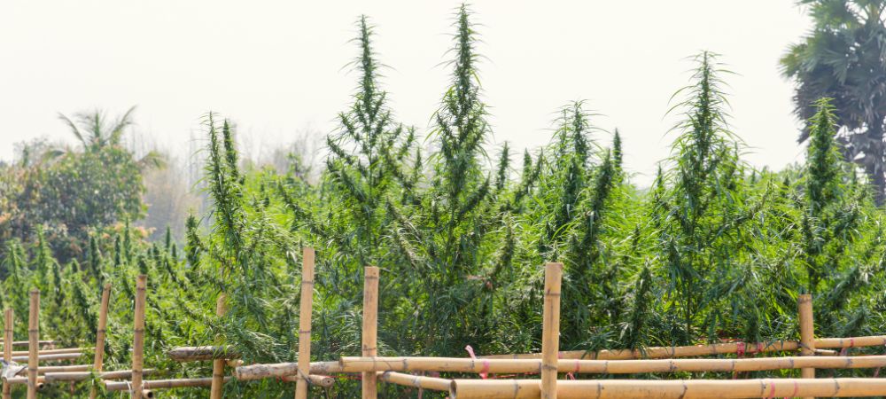 plantes de cannabis