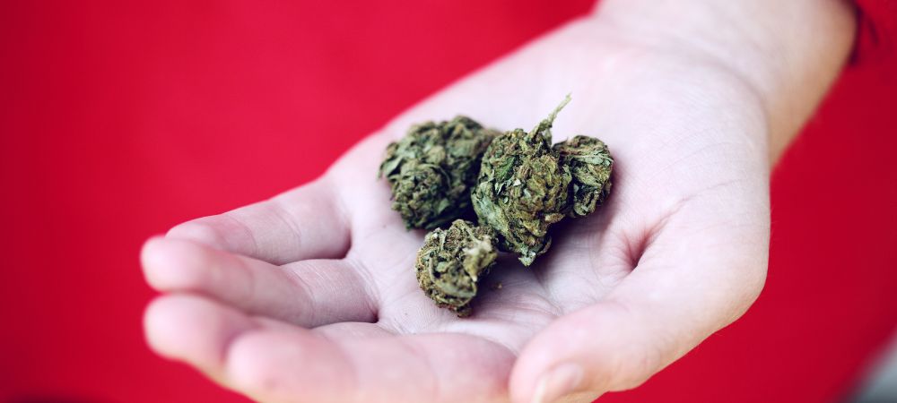 Recurrir las multas de marihuana