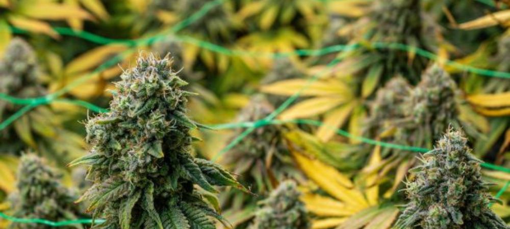 Palisser le cannabis Palisser le cannabis