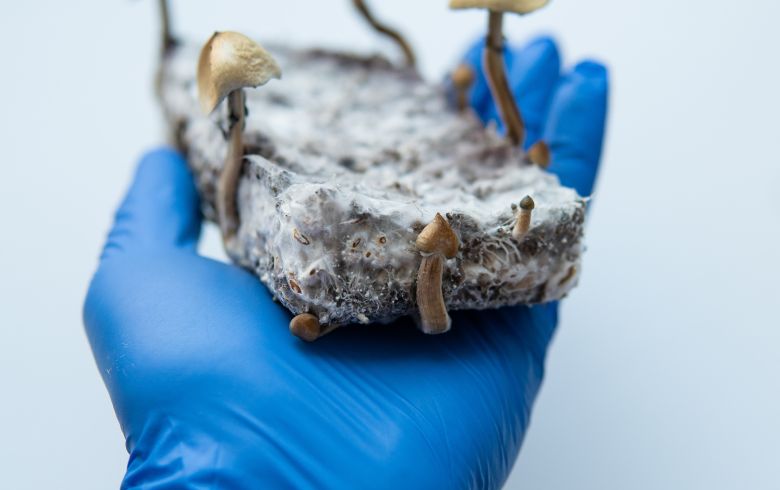 Noticias Cannábicas