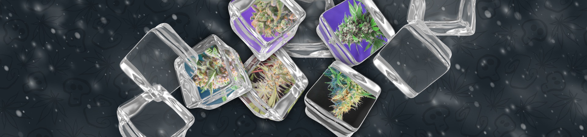 Sweet Seeds resistentes frio 1920