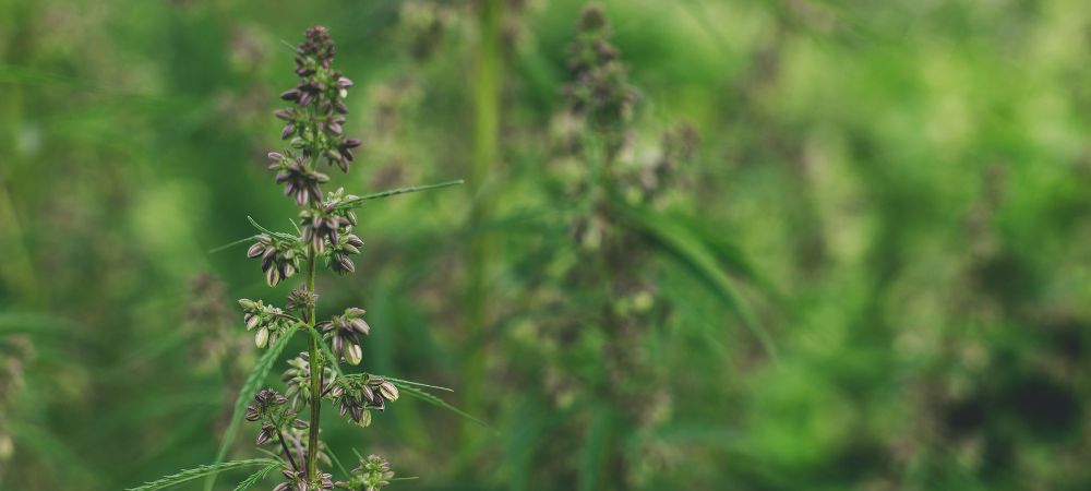 marijuana maschio uso alternativo marijuana maschio uso alternativo