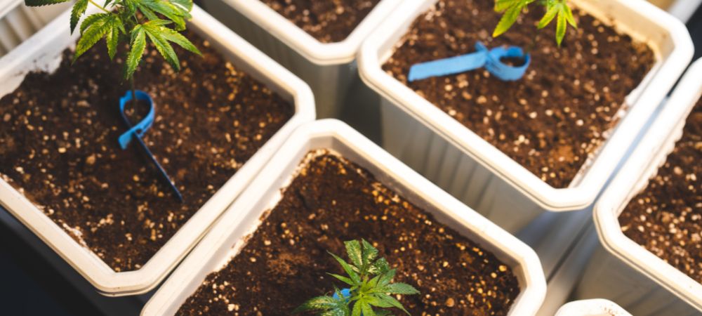 Uso en enzimas en cultivo