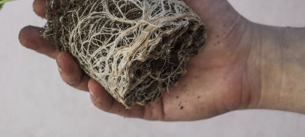 radici maschili di marijuana radici maschili di marijuana