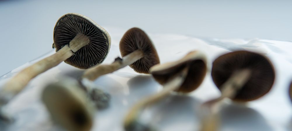 Psilocybe Cubensis Psilocybe Cubensis
