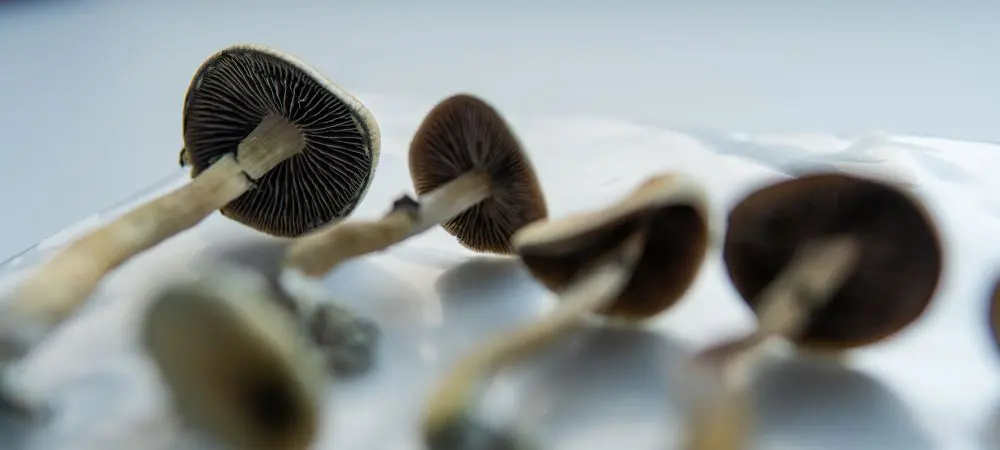 Psilocybe Cubensis