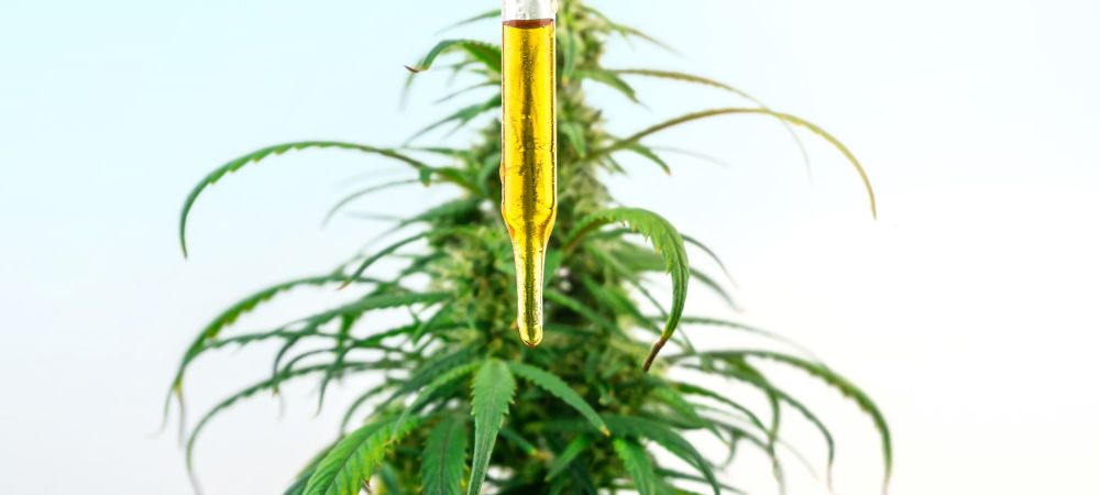 benefici dell'olio di cbd