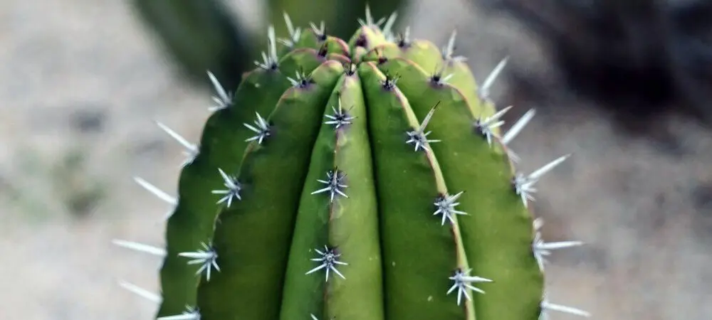 San Pedro Kaktus: Entdecke seine halluzinogenen Eigenschaften
