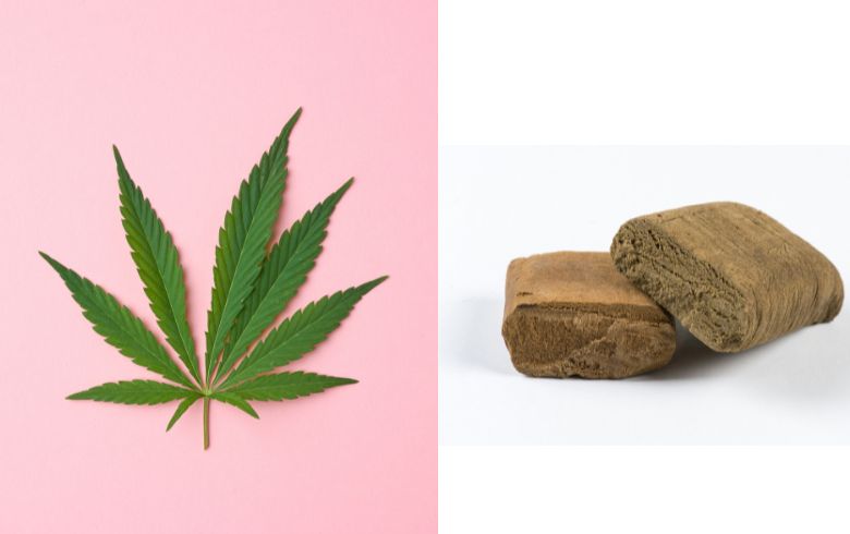 Noticias Cannábicas