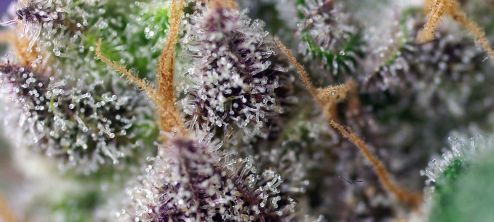 Green Poison Auto