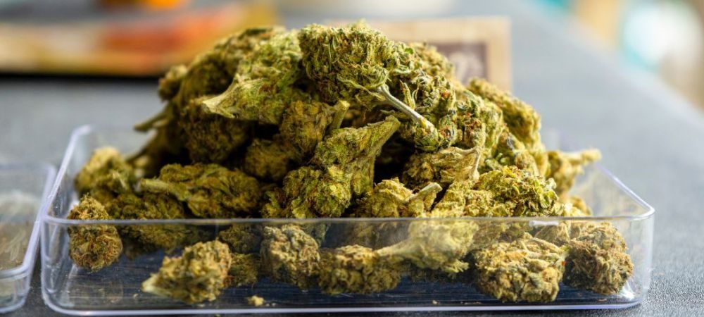 Flores para fazer haxixe caseiro Flores para fazer haxixe caseiro