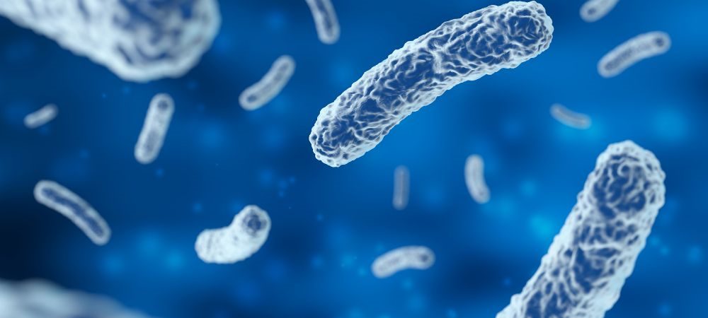 Fungos e bactérias prejudiciais para as plantas Fungos e bactérias prejudiciais para as plantas