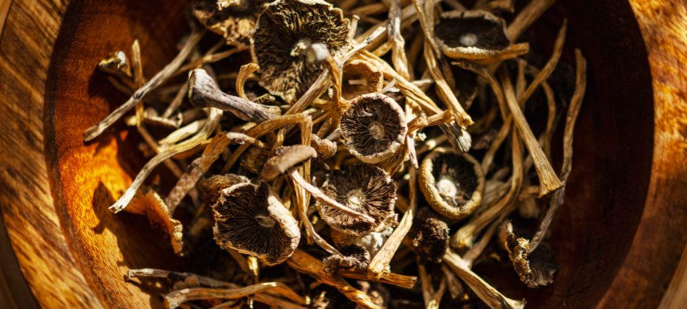 psilocybe cubensis