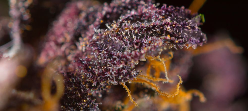 Red Poison Auto