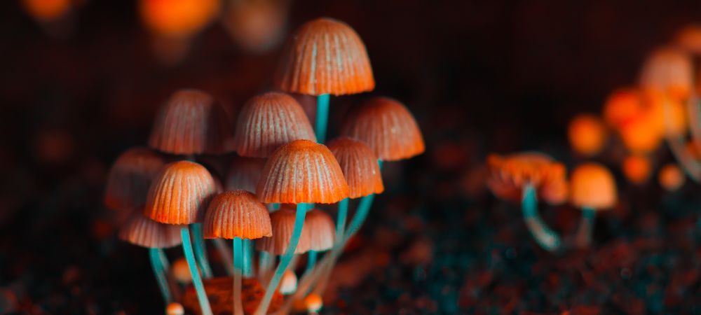 Setas Monguis qué son