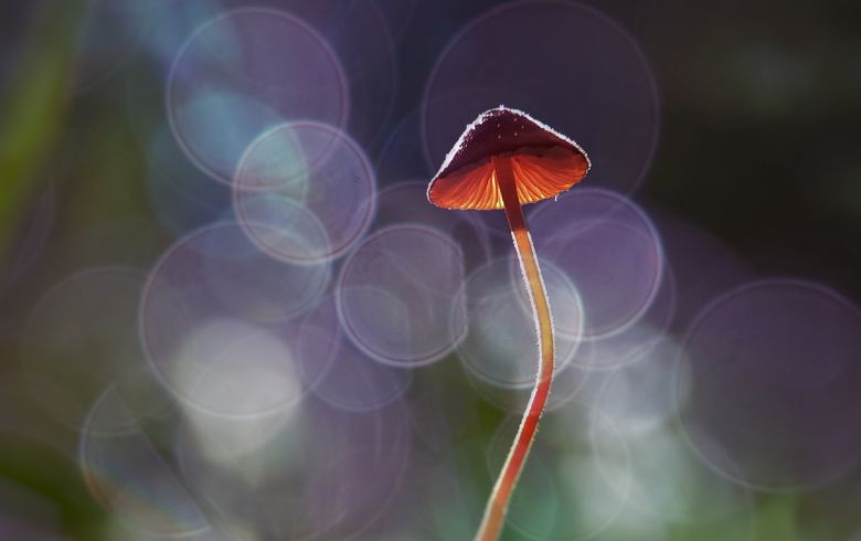 Noticias Cannábicas