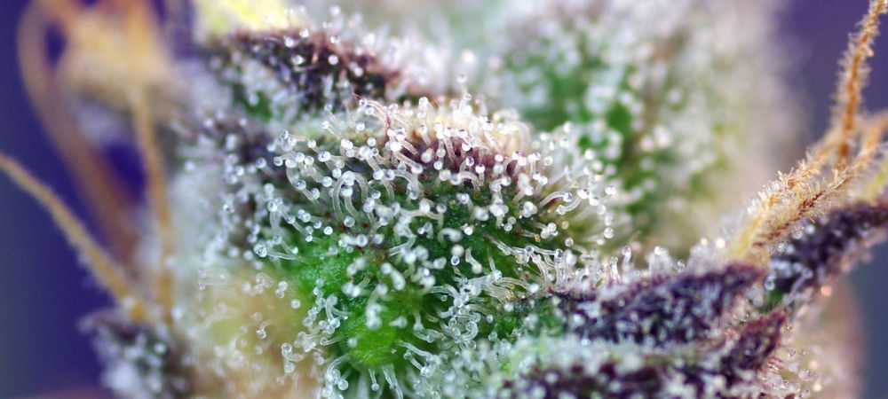 + Speed Auto