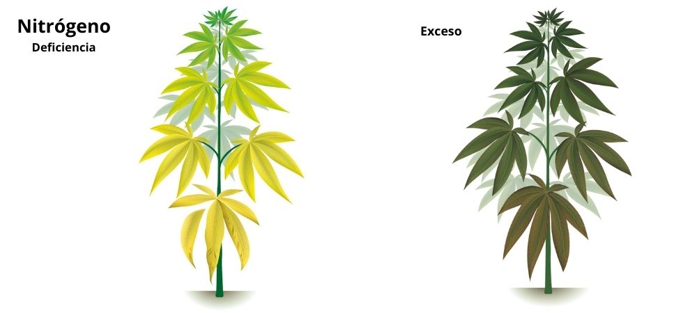 Carences et excès dans la culture de cannabis