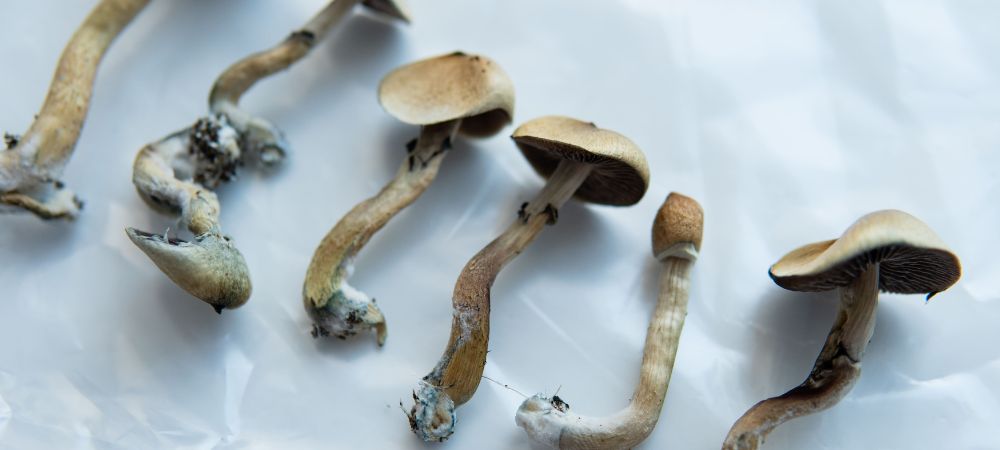 What is Psilocybin?