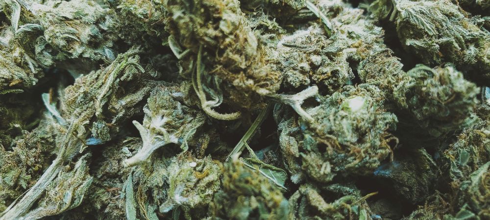 polline per hashish cbd polline per hashish cbd