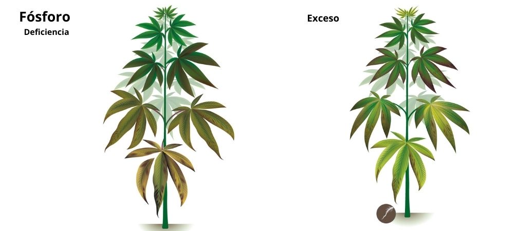 Carences et excès dans la culture de cannabis