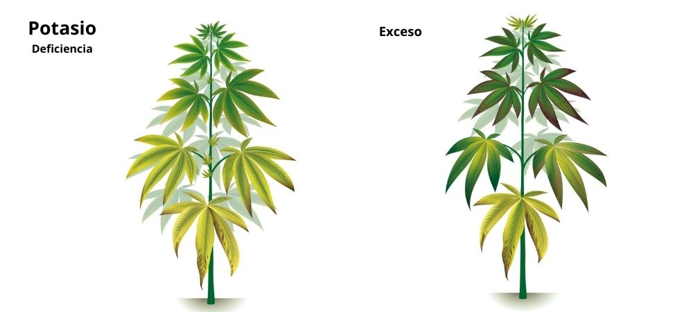 Carences et excès dans la culture de cannabis