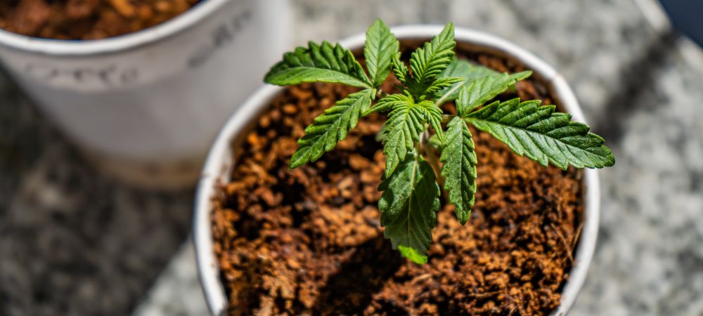 cannabis plant growing cannabis plant growing